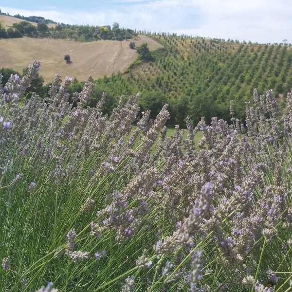Staffolo: Workshop Lavanda